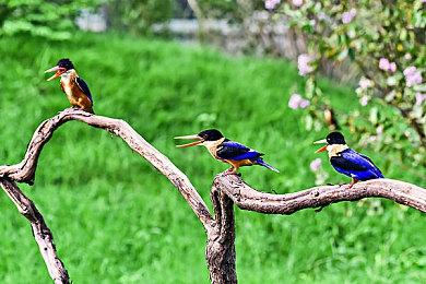 任天堂不会放弃支持Switch 1 这一群体达1.5亿